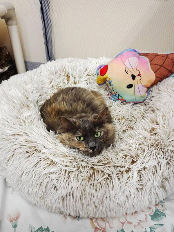 Enlarge Ricotta, a Adoptable mixed breed in Indiana, PA image 3/4