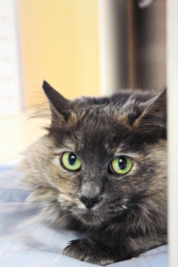 Enlarge Ricotta, a Adoptable mixed breed in Indiana, PA image 4/4