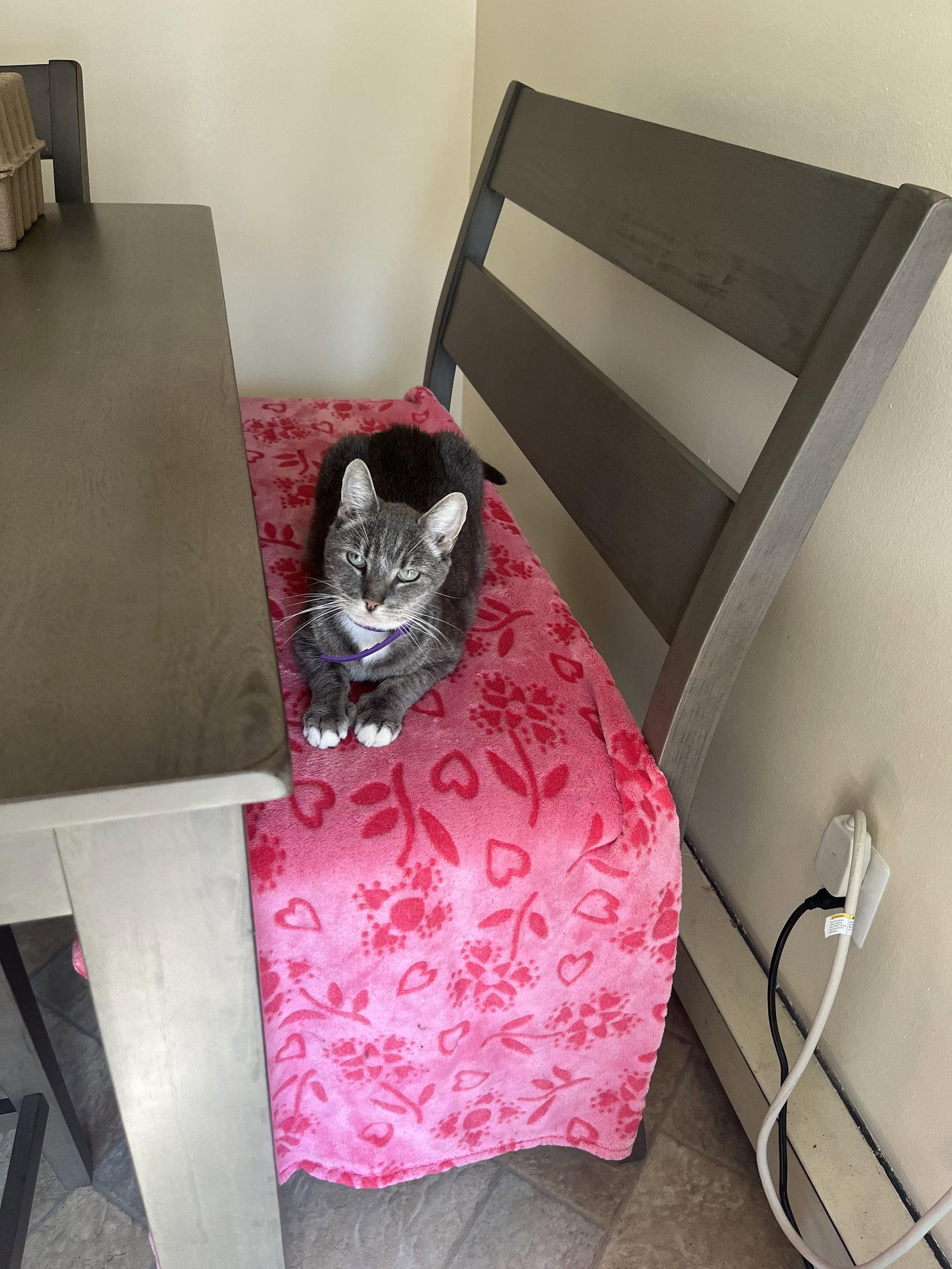 Enlarge Snoopy, a Adoptable Domestic Short Hair in East Derry, NH image 3/3