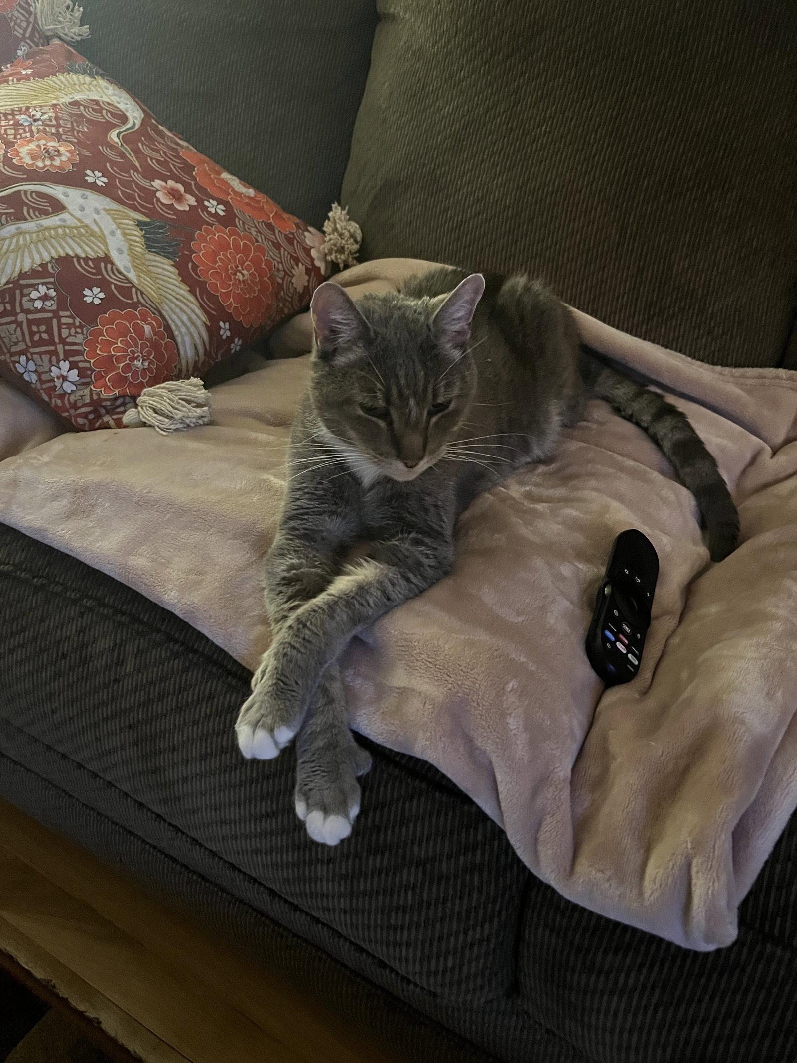 Snoopy, a Adoptable Domestic Short Hair in East Derry, NH image 3/3