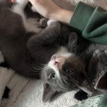 Enlarge Garland, a ADOPTABLE mixed breed in Annapolis, MD image 2/2