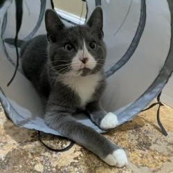 Enlarge Garland, a ADOPTABLE mixed breed in Annapolis, MD image 1/4