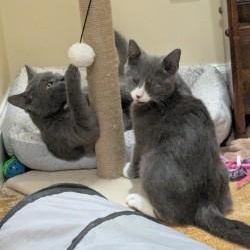 Enlarge Garland, a ADOPTABLE mixed breed in Annapolis, MD image 2/4