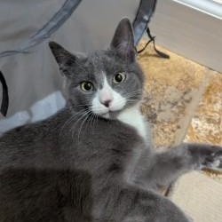 Enlarge Garland, a ADOPTABLE mixed breed in Annapolis, MD image 3/4