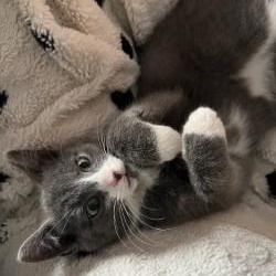 Garland, ADOPTABLE, Kitten Male Domestic Short Hair & Russian Blue.