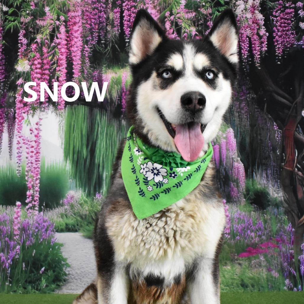 Snow, Adoptable, Adult Female Husky.