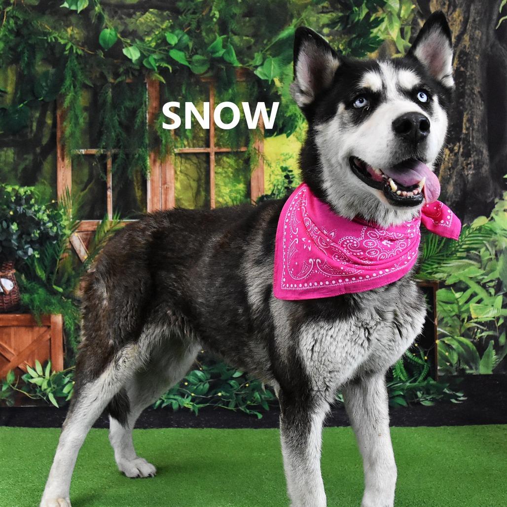 Enlarge Snow, a Adoptable Husky in Yuma, AZ image 2/6