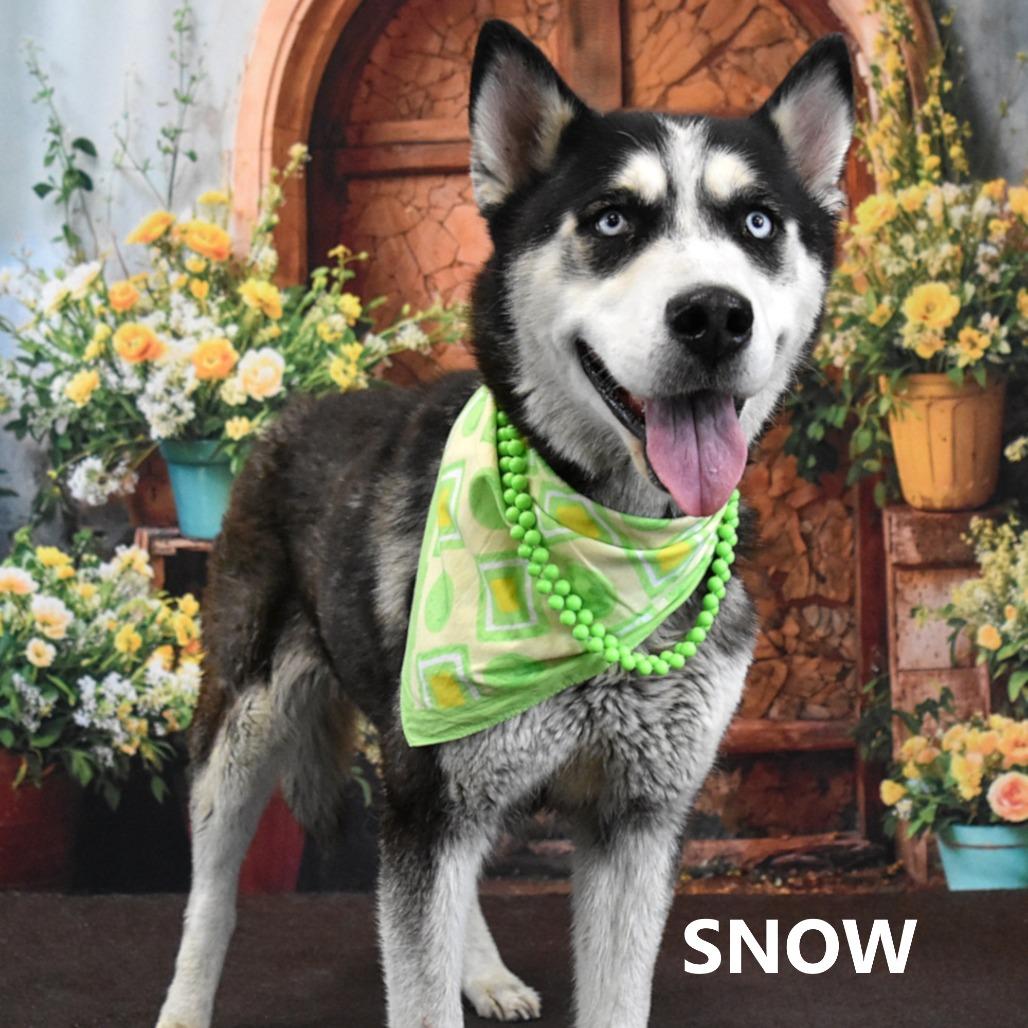 Enlarge Snow, a Adoptable Husky in Yuma, AZ image 3/6