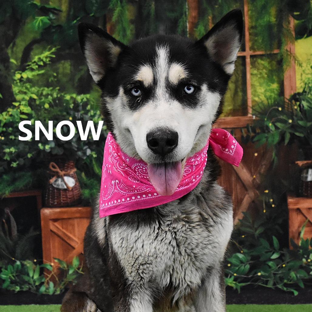 Enlarge Snow, a Adoptable Husky in Yuma, AZ image 4/6