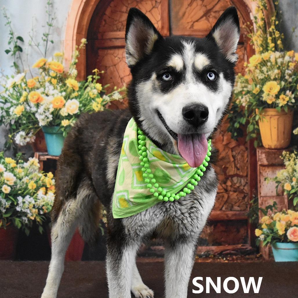 Enlarge Snow, a Adoptable Husky in Yuma, AZ image 5/6