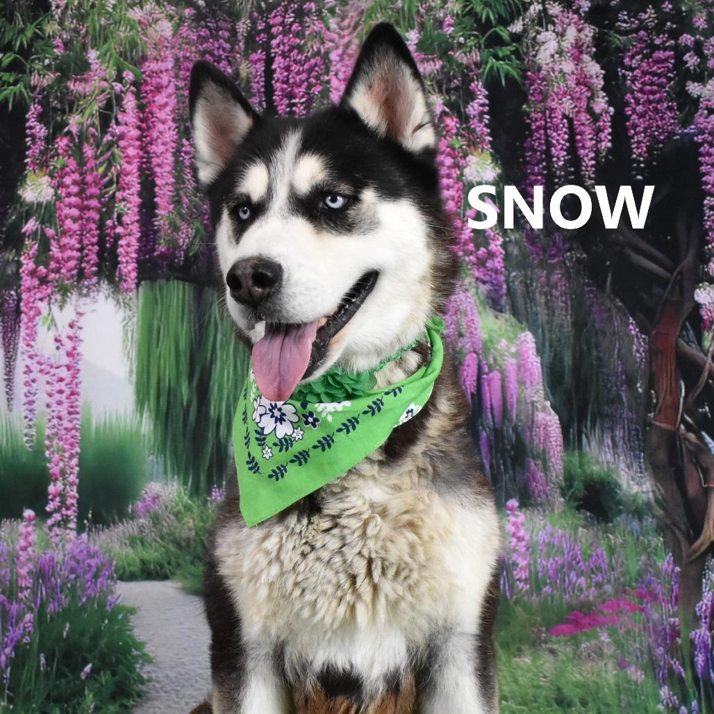 Enlarge Snow, a Adoptable Husky in Yuma, AZ image 6/6