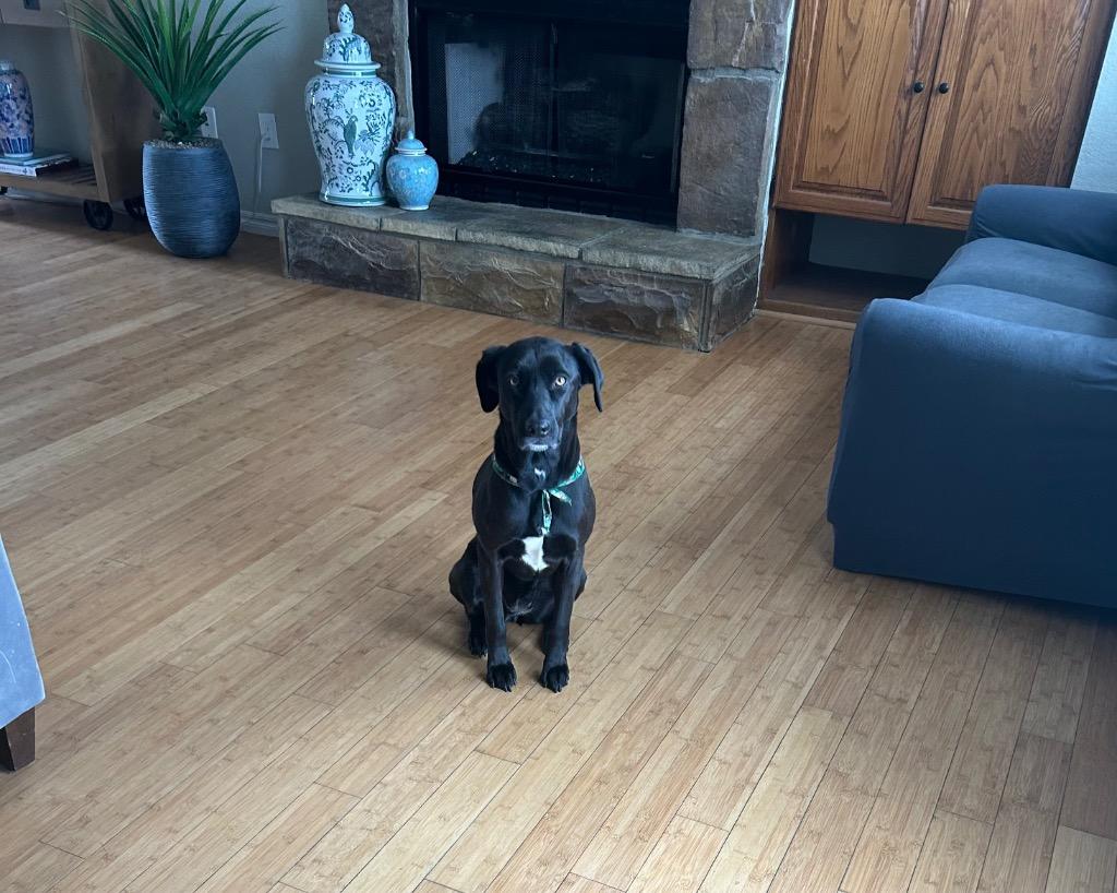 Paisley, Adoptable, Adult Female Weimaraner.