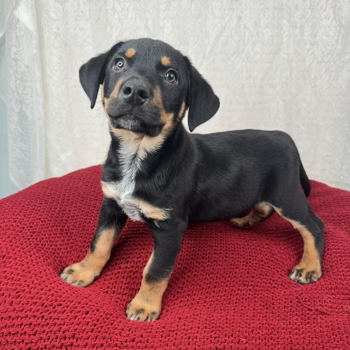 Enlarge Wally, a Adoptable mixed breed in Madison, WI image 2/6