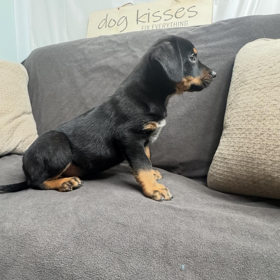 Enlarge Wally, a Adoptable mixed breed in Madison, WI image 6/6