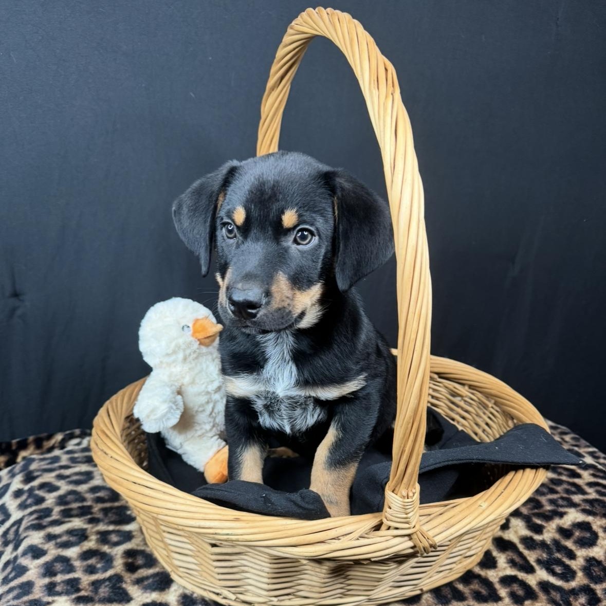 Enlarge Wally, a Adoptable mixed breed in Madison, WI image 3/6