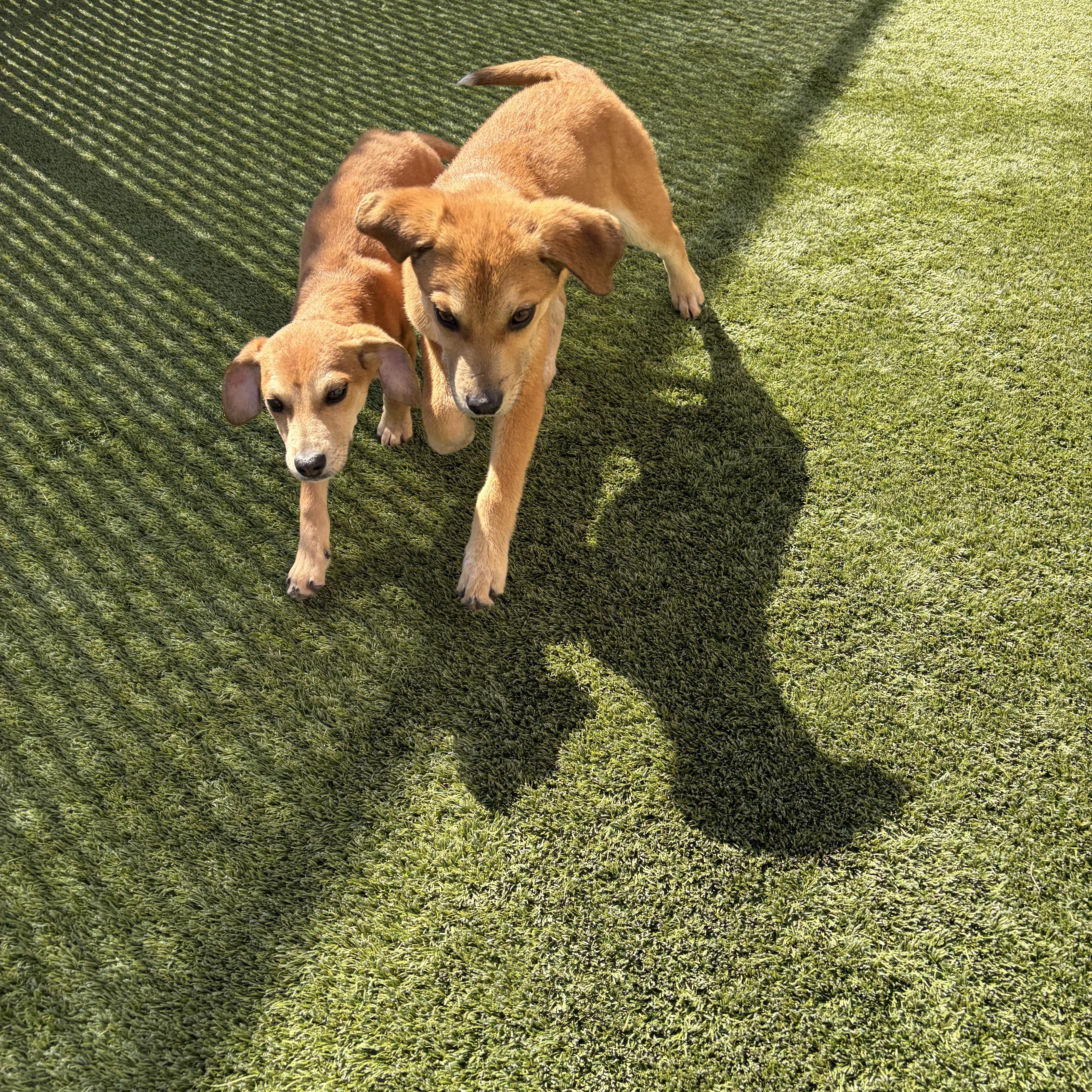 Enlarge Pandora, a ADOPTABLE Mixed Breed in Liberty, MO image 4/5