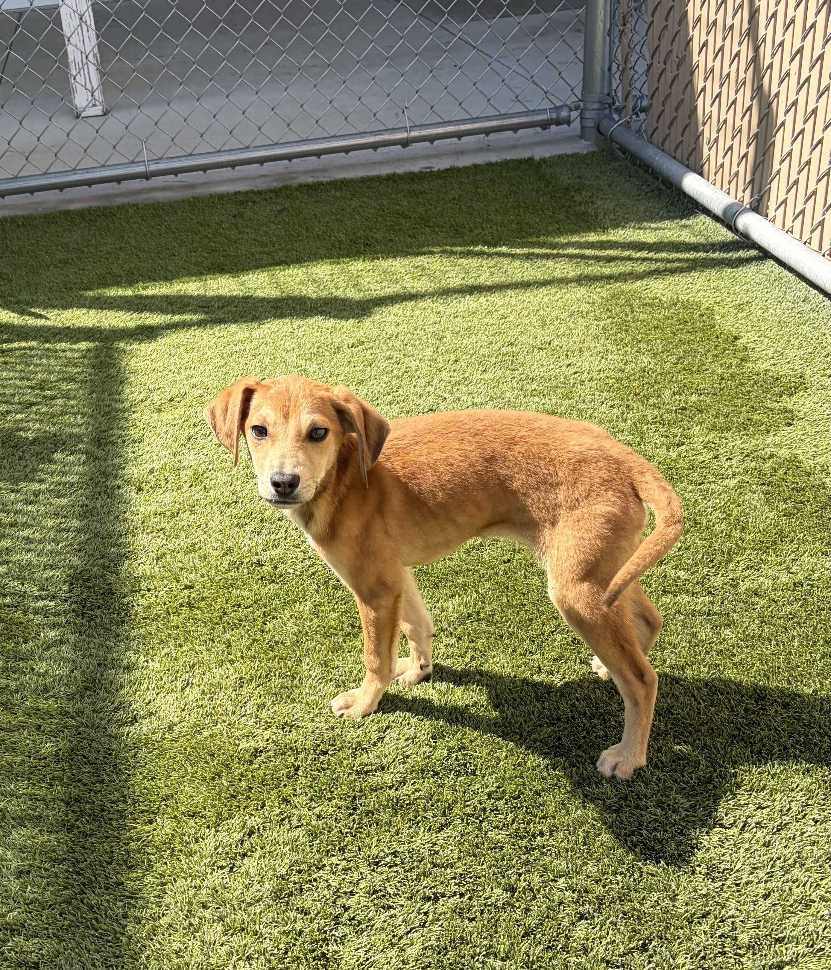 Enlarge Pandora, a ADOPTABLE Mixed Breed in Liberty, MO image 2/5