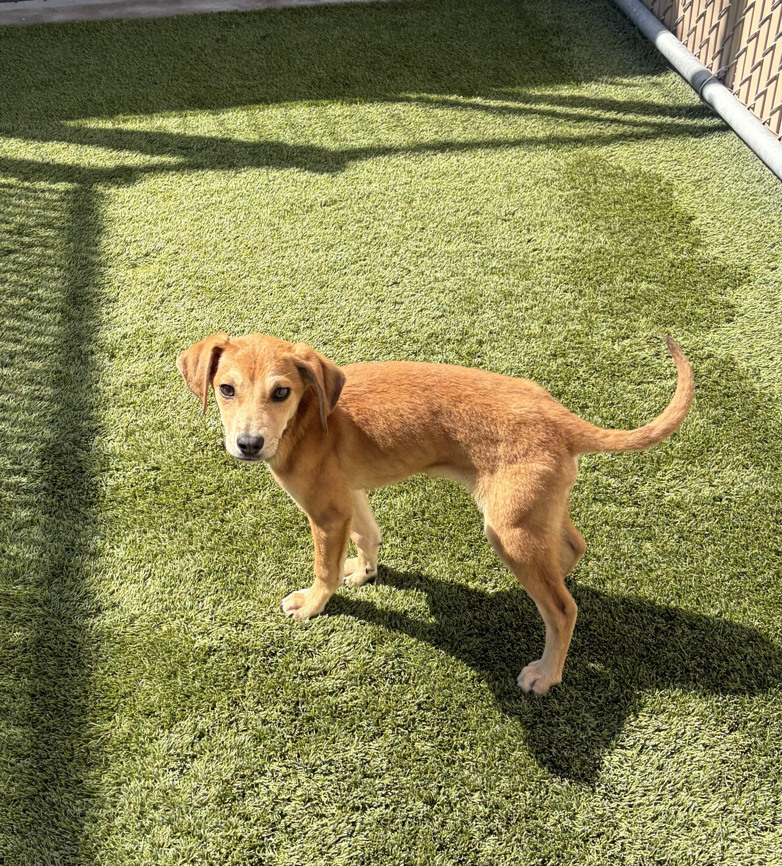 Pandora, ADOPTABLE, Puppy Male Mixed Breed.