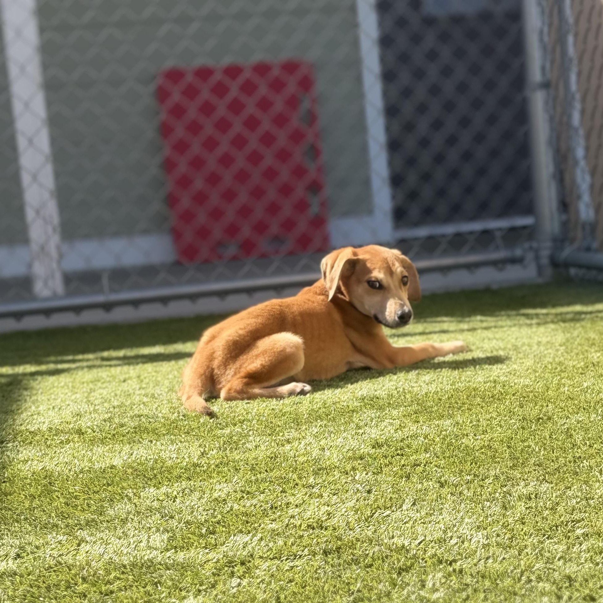 Enlarge Pandora, a ADOPTABLE Mixed Breed in Liberty, MO image 3/5