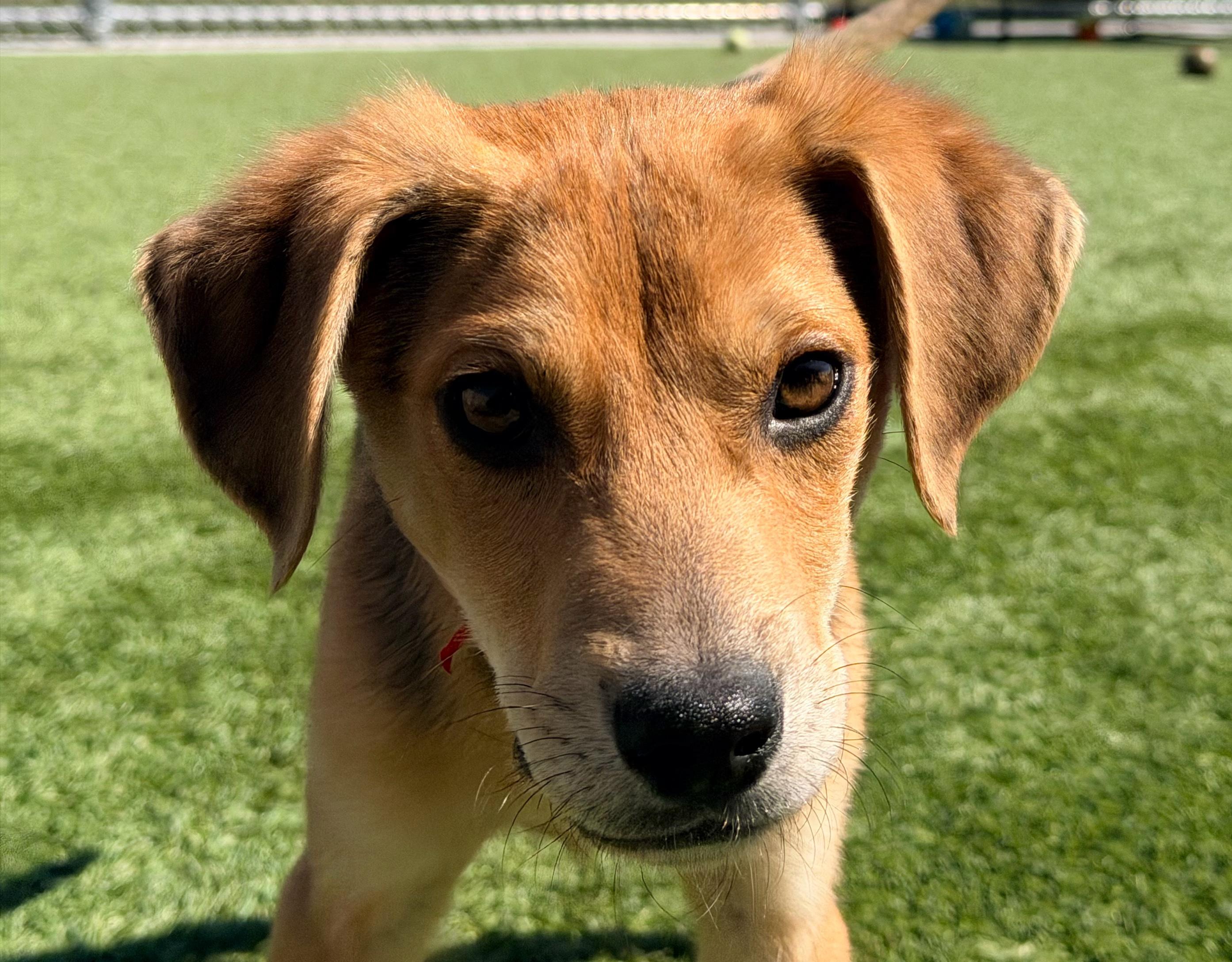 Enlarge Pandora, a ADOPTABLE Mixed Breed in Liberty, MO image 5/5