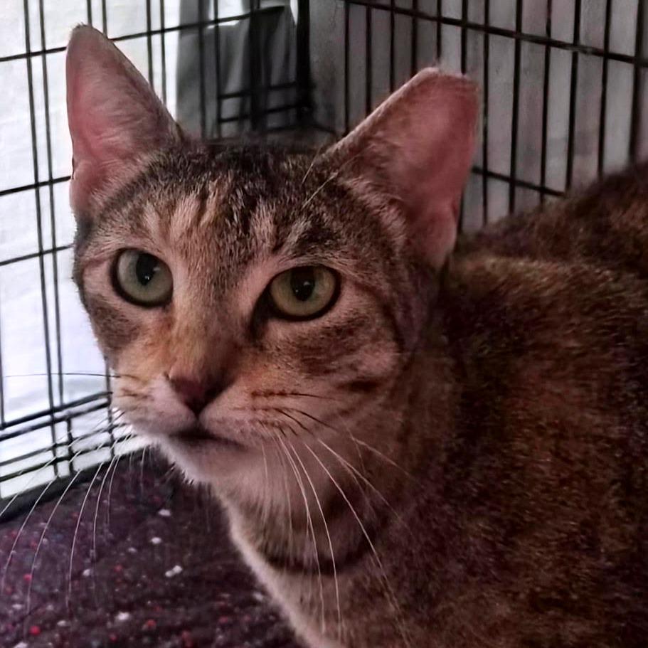 Enlarge Mama Two Toes, a Adoptable Domestic Short Hair in Titusville, FL image 1/3