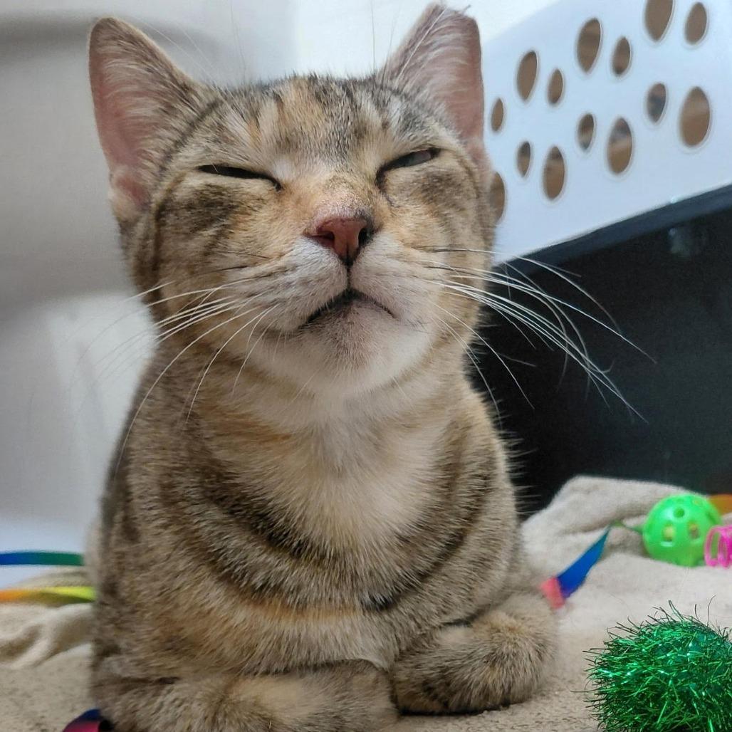 Enlarge Mama Two Toes, a Adoptable Domestic Short Hair in Titusville, FL image 2/3