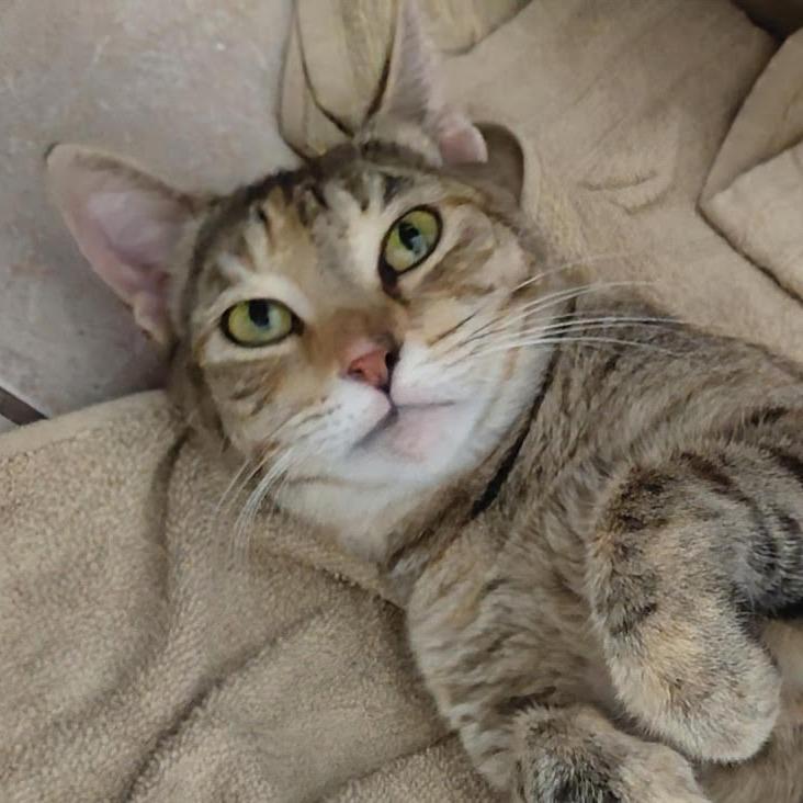 Enlarge Mama Two Toes, a Adoptable Domestic Short Hair in Titusville, FL image 3/3
