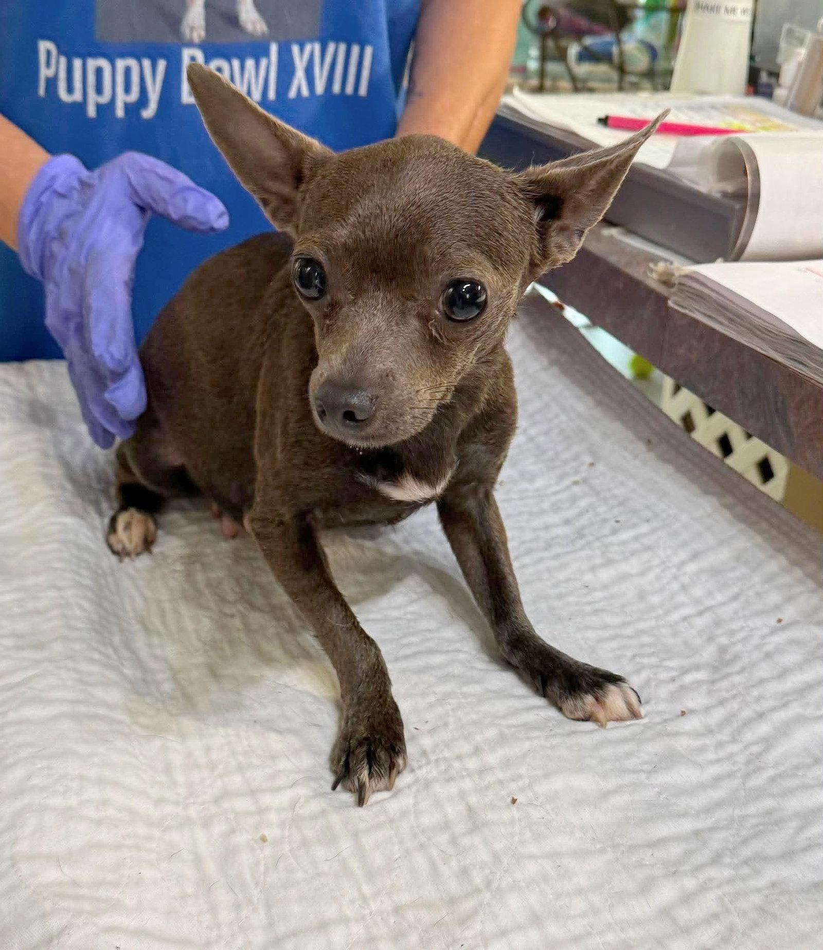 Enlarge Uma Tee (NOT YET AVAIL - PREGNANT), a Adoptable Chihuahua in Benton, LA image 1/1