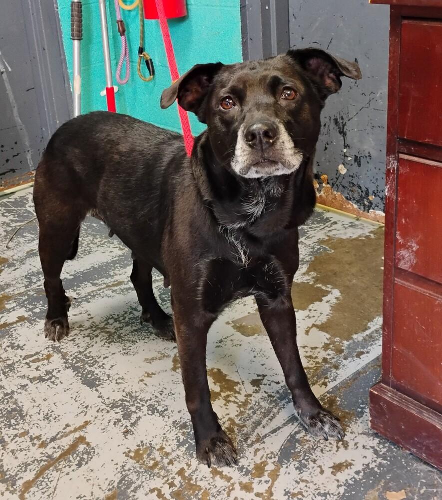 Judy #69, Adoptable, Senior Female Retriever.