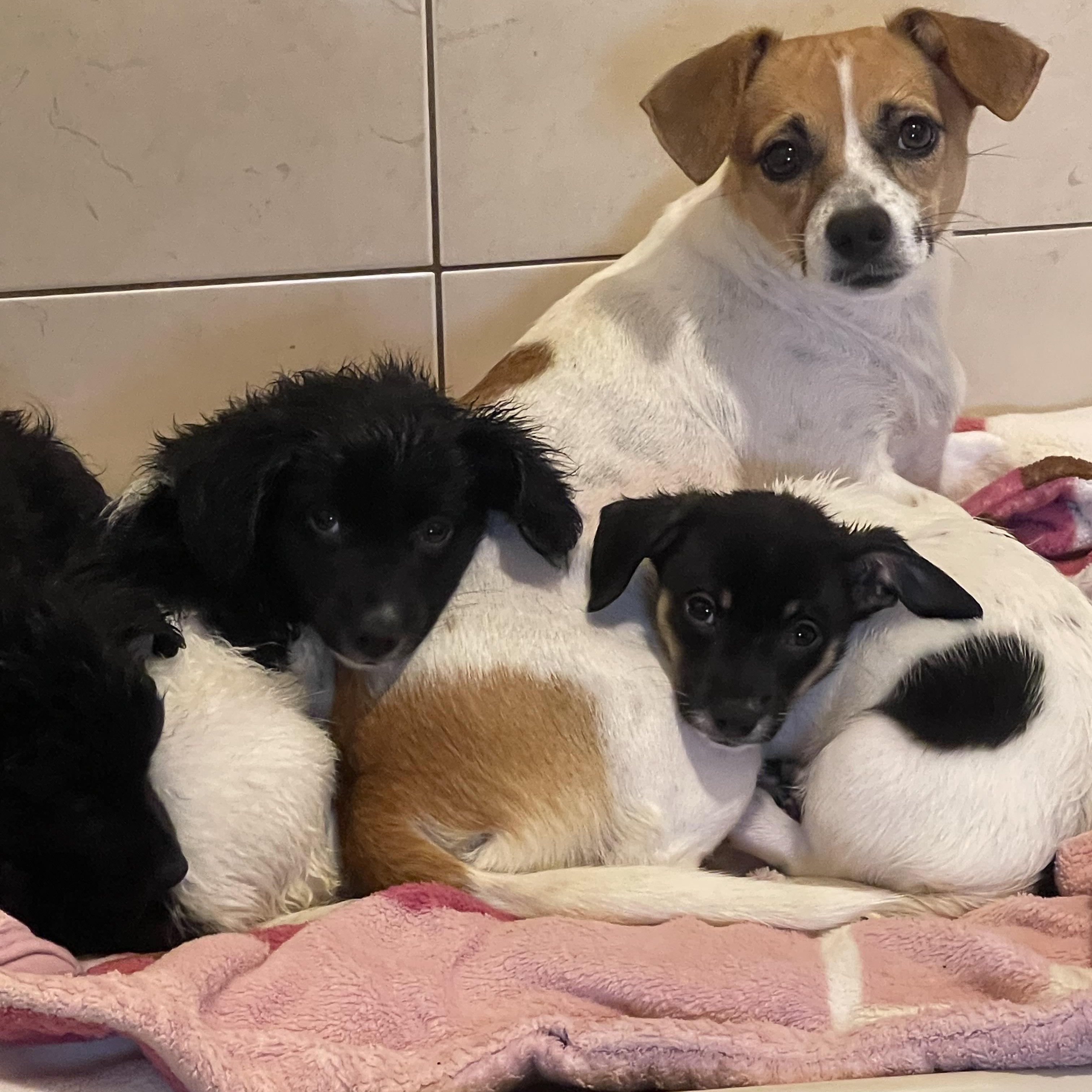 Enlarge Sandy, a Adoptable mixed breed in Yreka, CA image 2/3