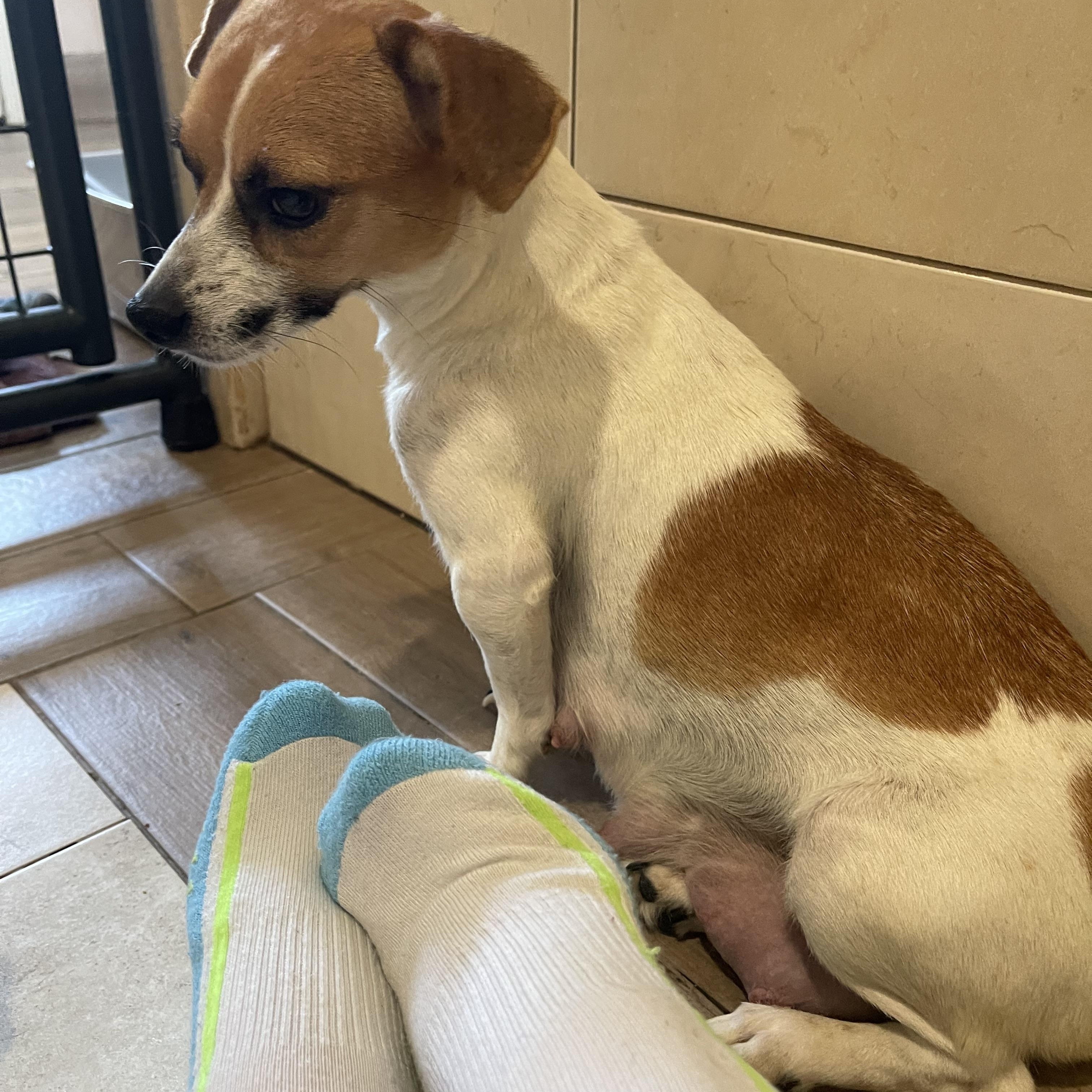 Enlarge Sandy, a Adoptable mixed breed in Yreka, CA image 1/3