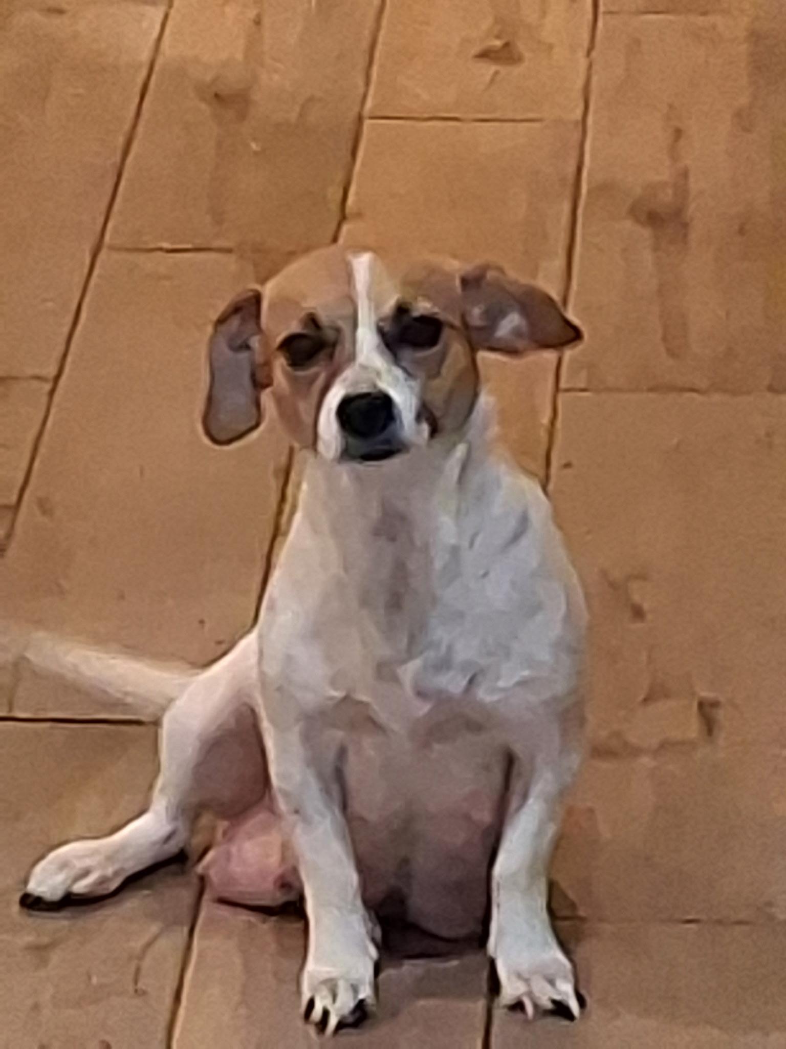 Enlarge Sandy, a Adoptable mixed breed in Yreka, CA image 3/3