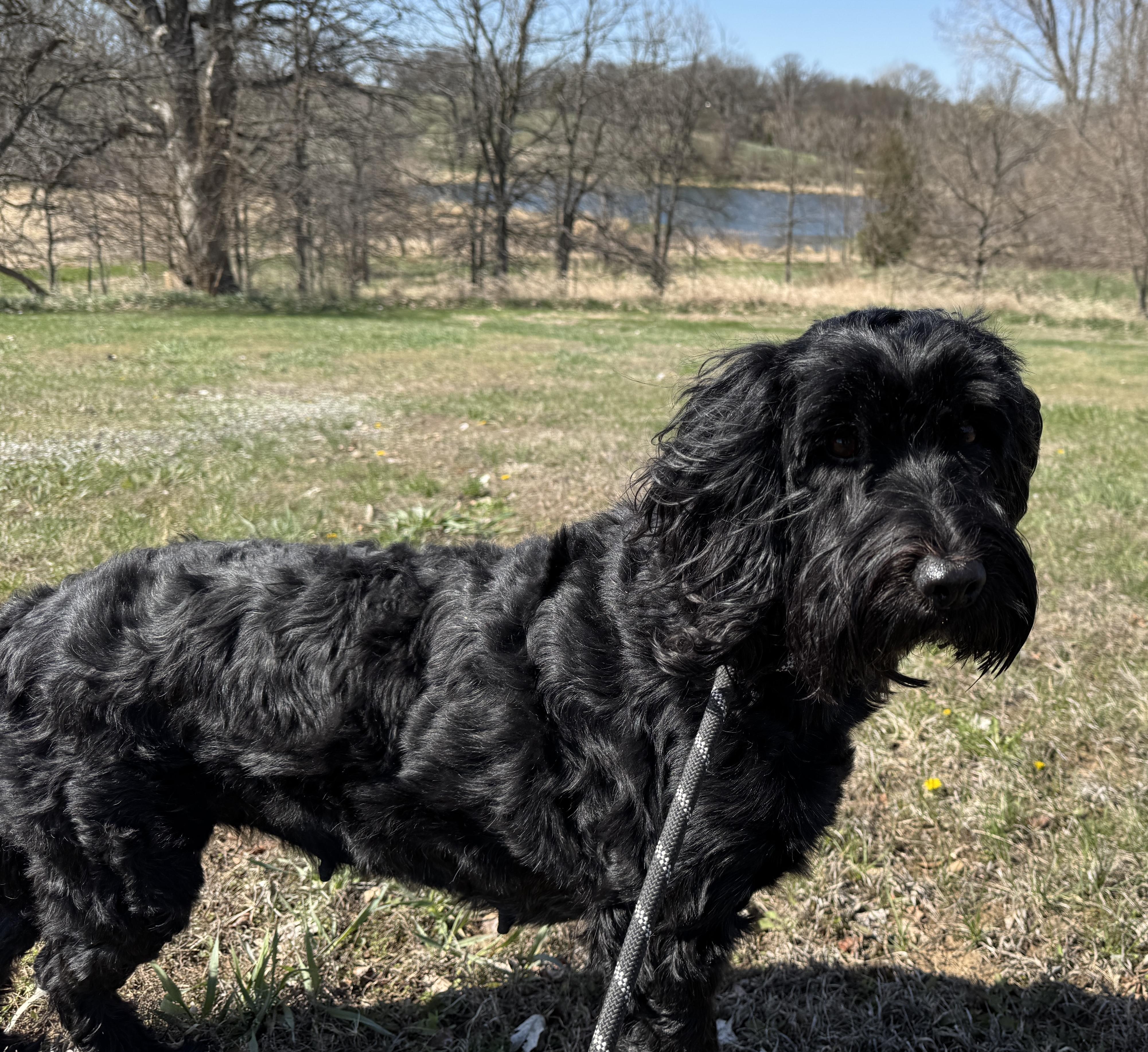 Paisley