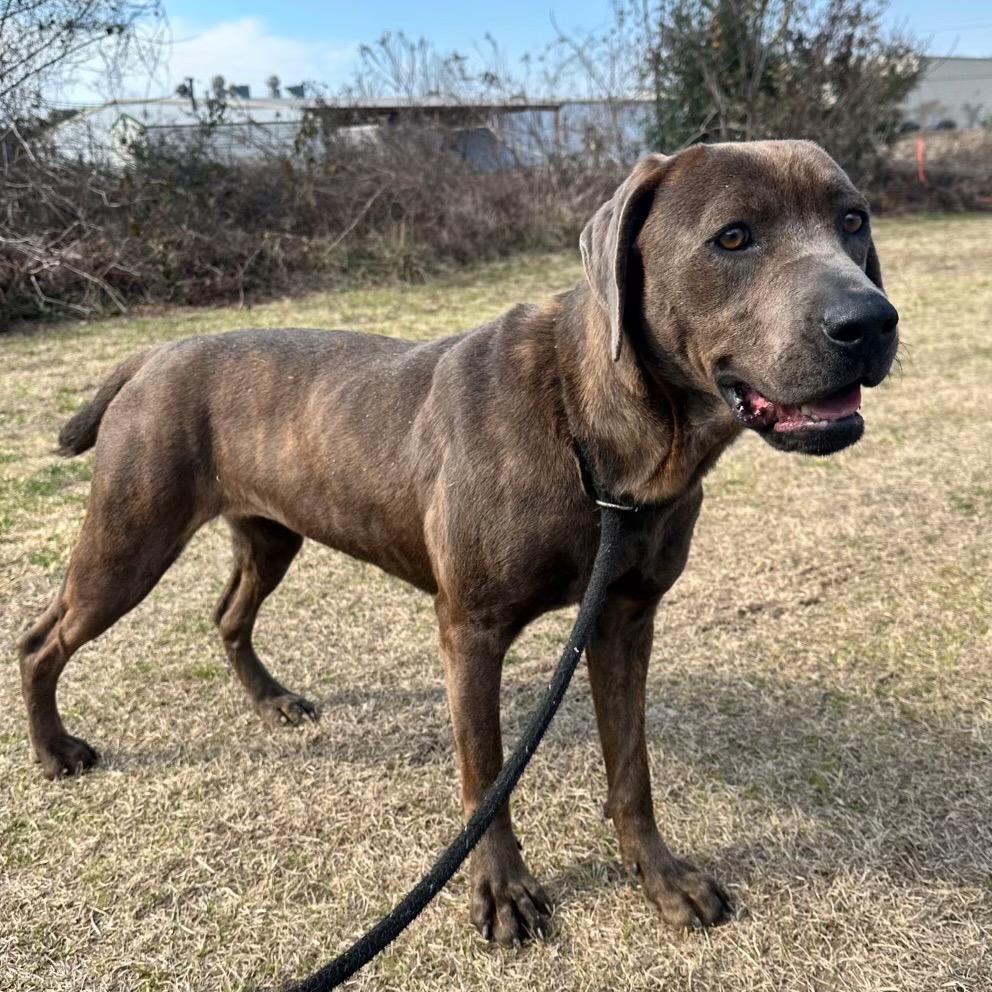 Enlarge SELENA 4097, a Adoptable mixed breed in LOXAHATCHEE, FL image 1/1