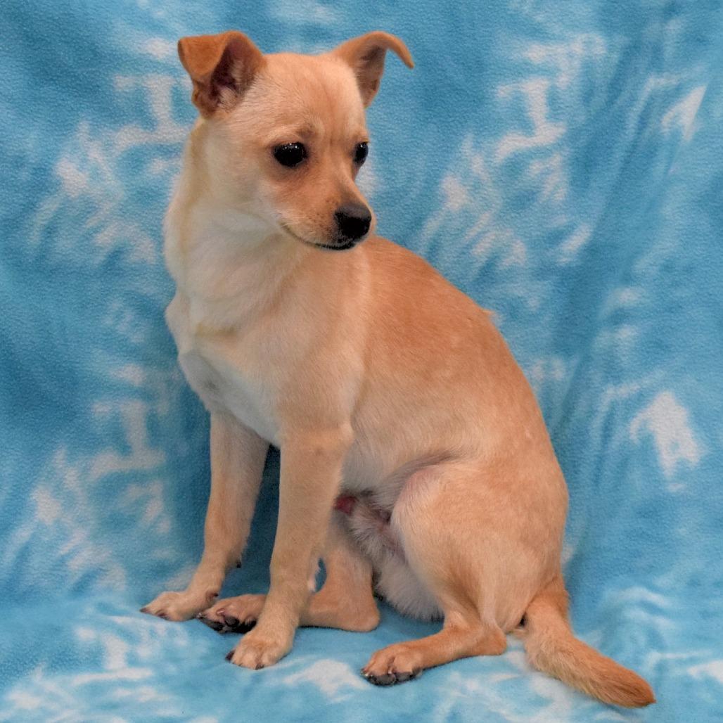 Kip, Adoptable, Adult Male Chihuahua.