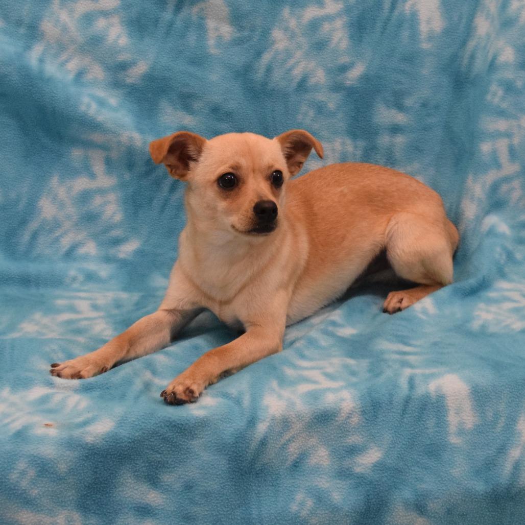 Enlarge Kip, a Adoptable Chihuahua in Eureka, CA image 2/3