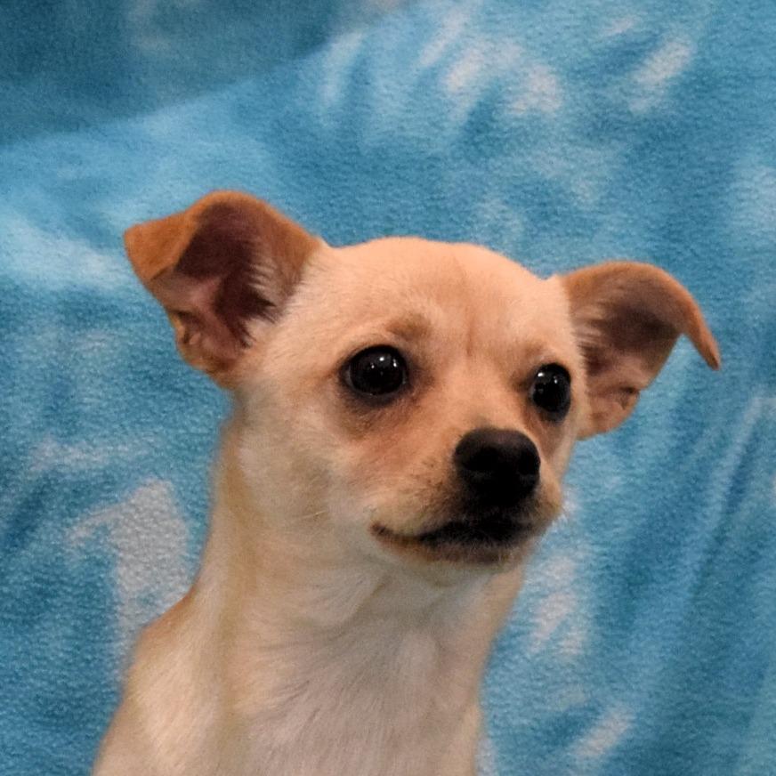 Enlarge Kip, a Adoptable Chihuahua in Eureka, CA image 3/3