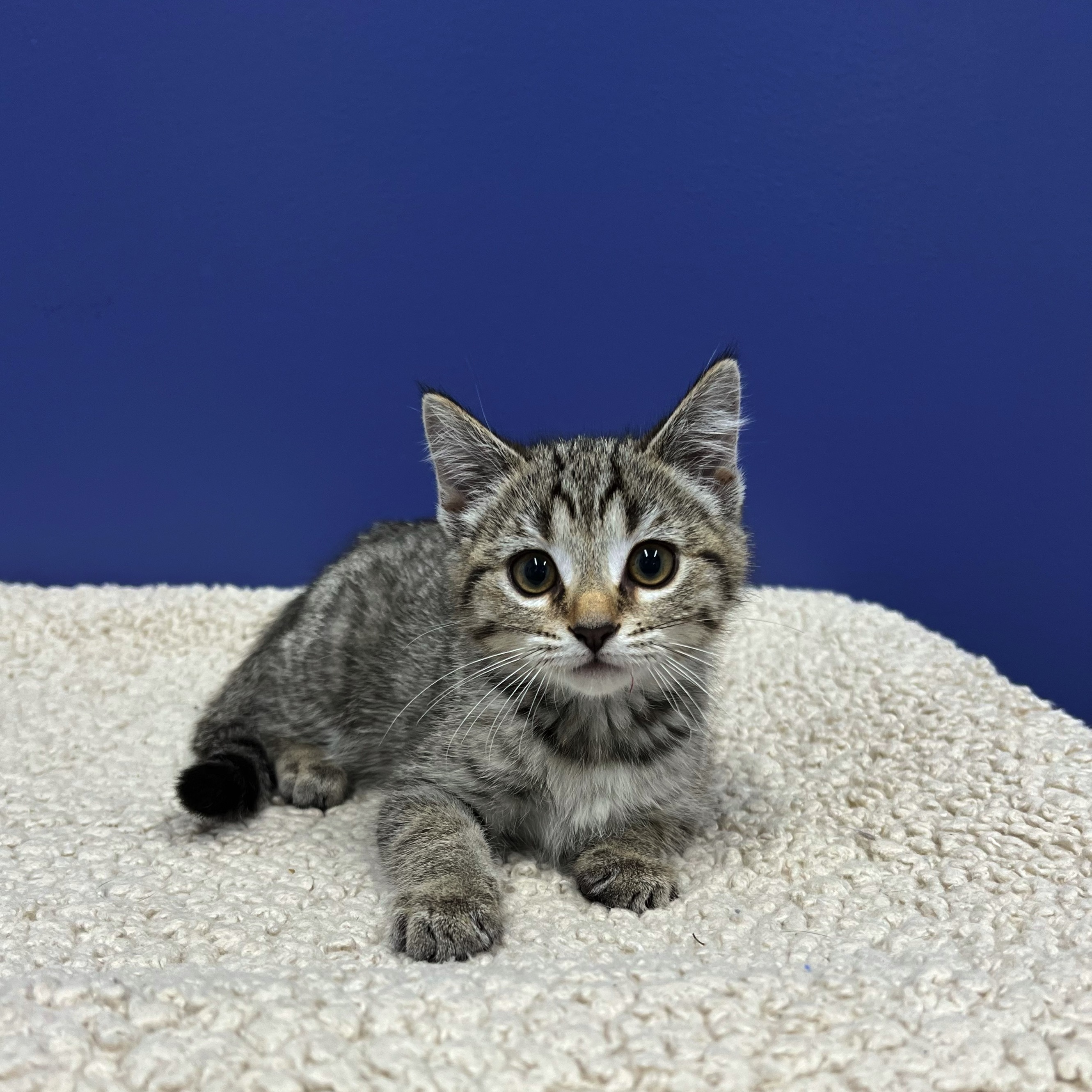 Cat for adoption Brittany, a Tabby in High Ridge, MO Petfinder