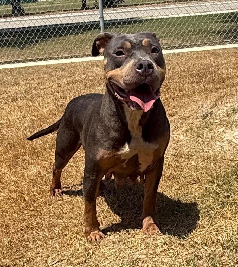Ember, Adoptable, Adult Female Pit Bull Terrier.