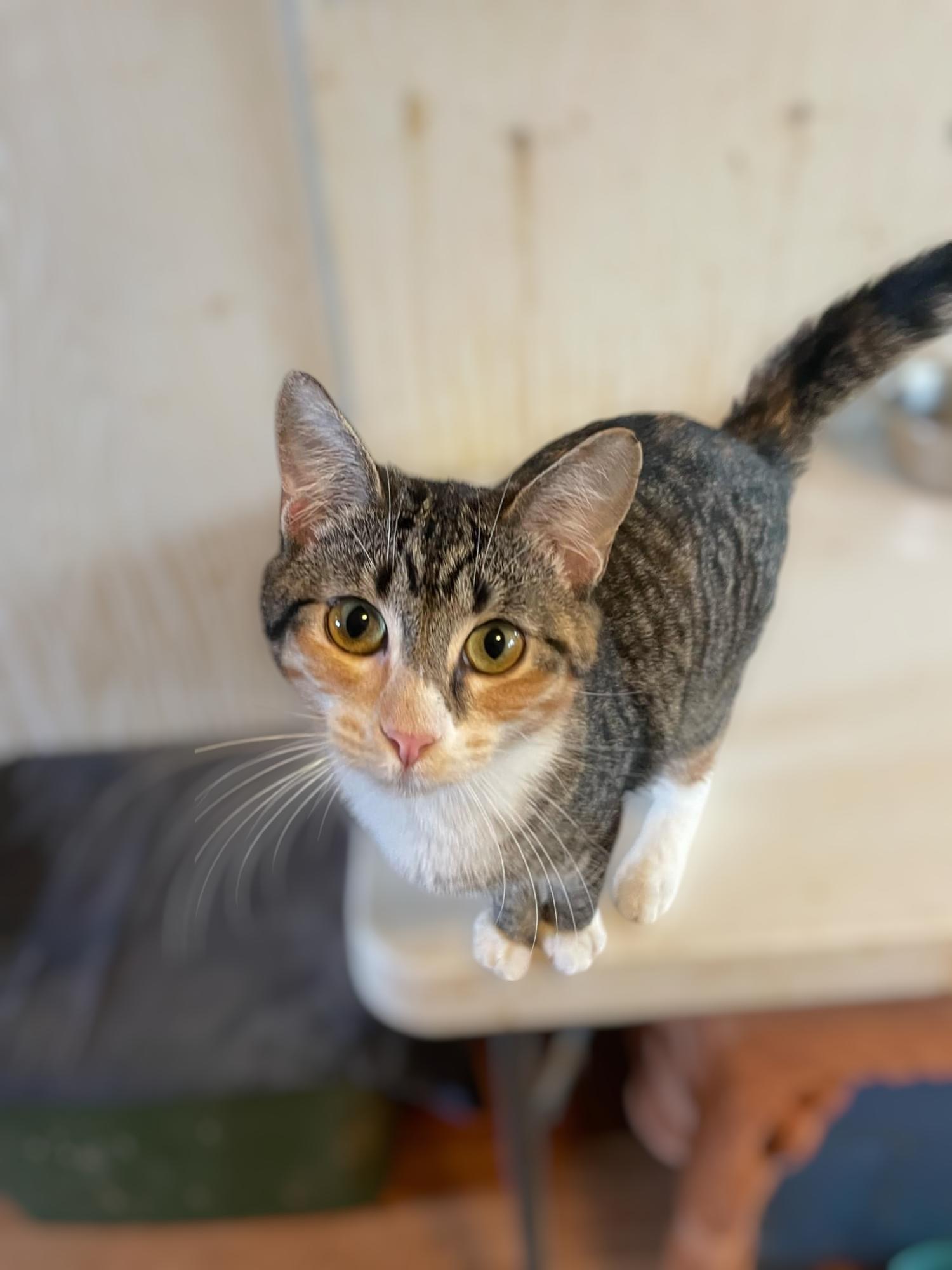 Enlarge Paige, a Adopted Domestic Short Hair in Palo Cedro, CA image 1/1