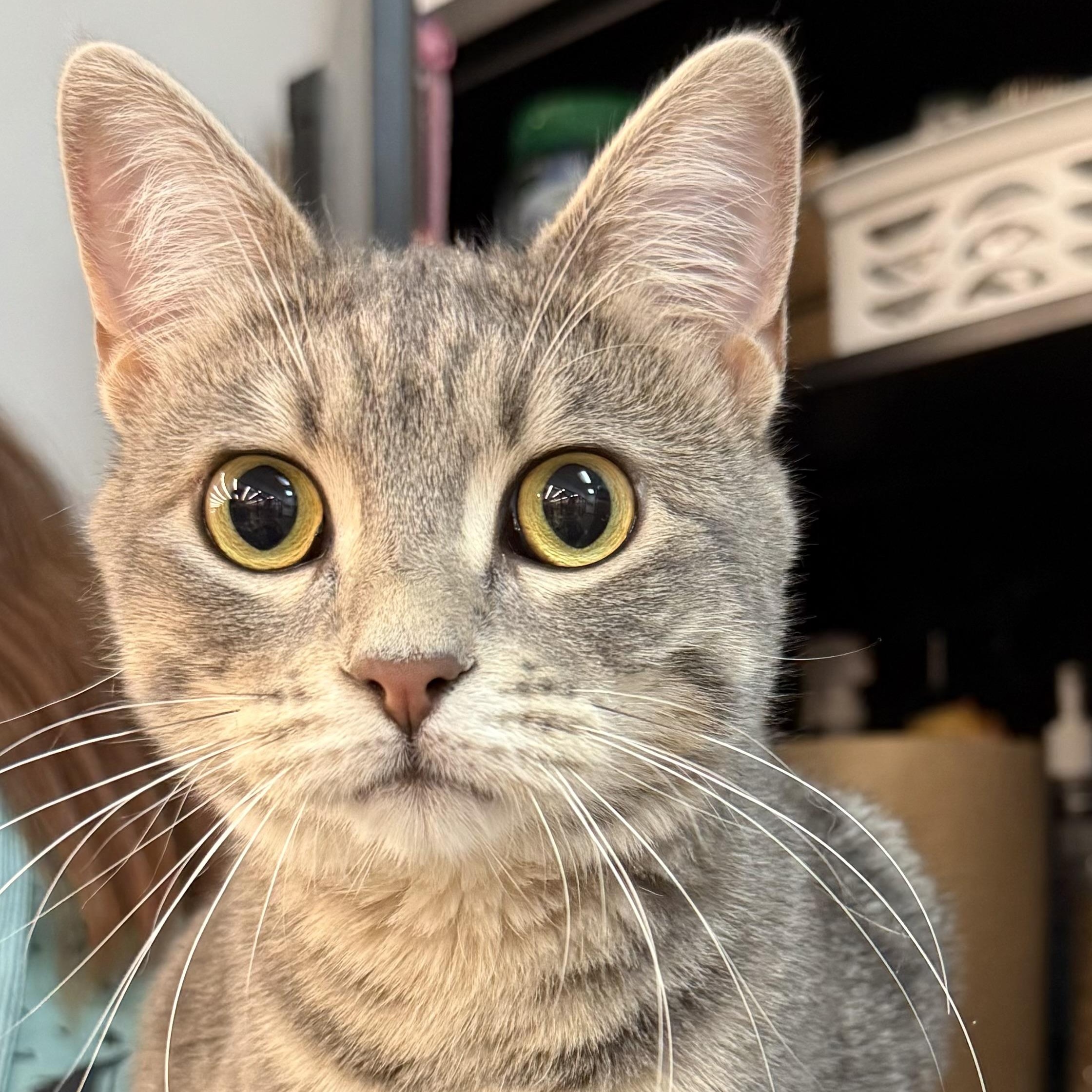 Lil Gray