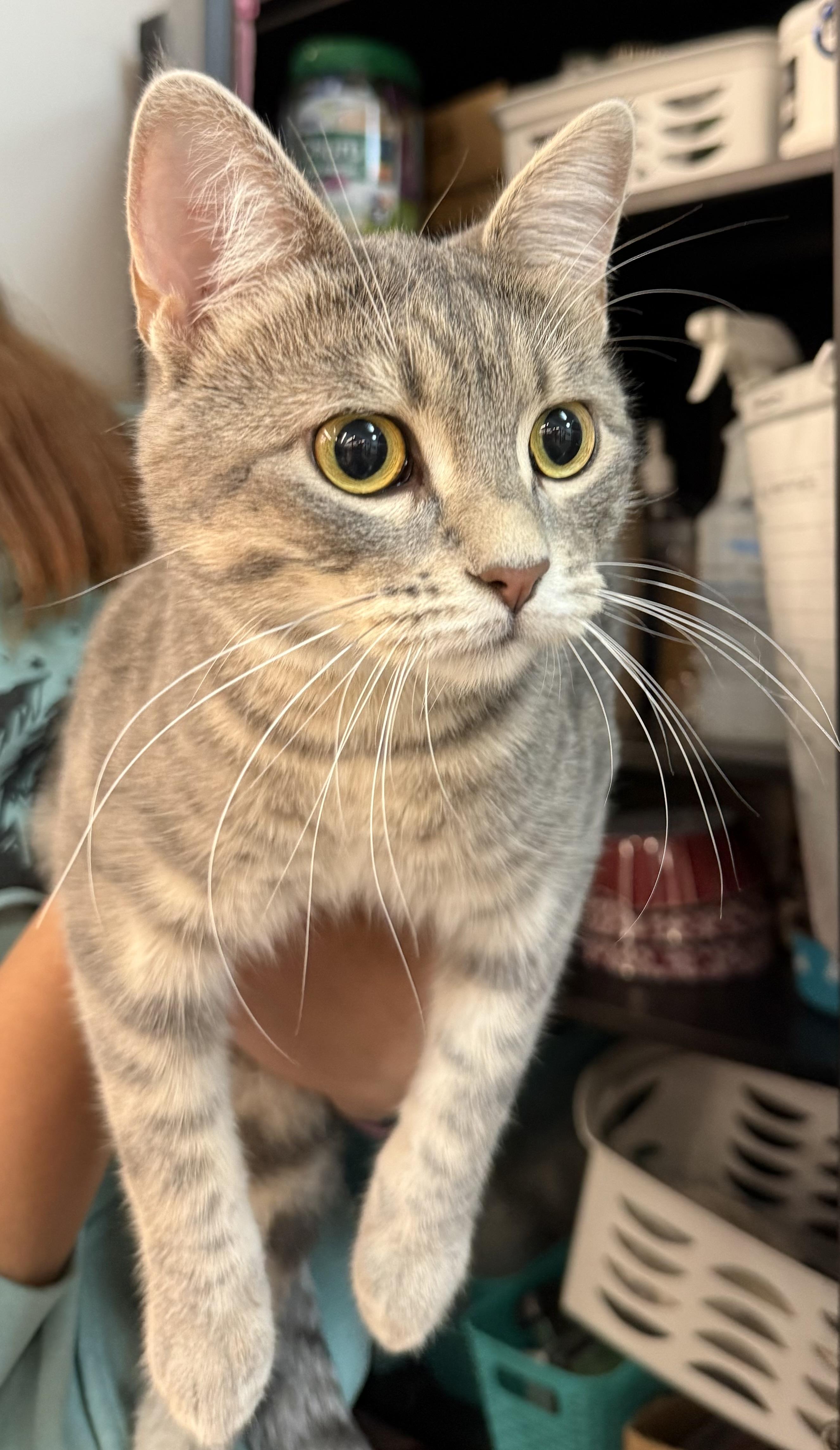 Lil Gray