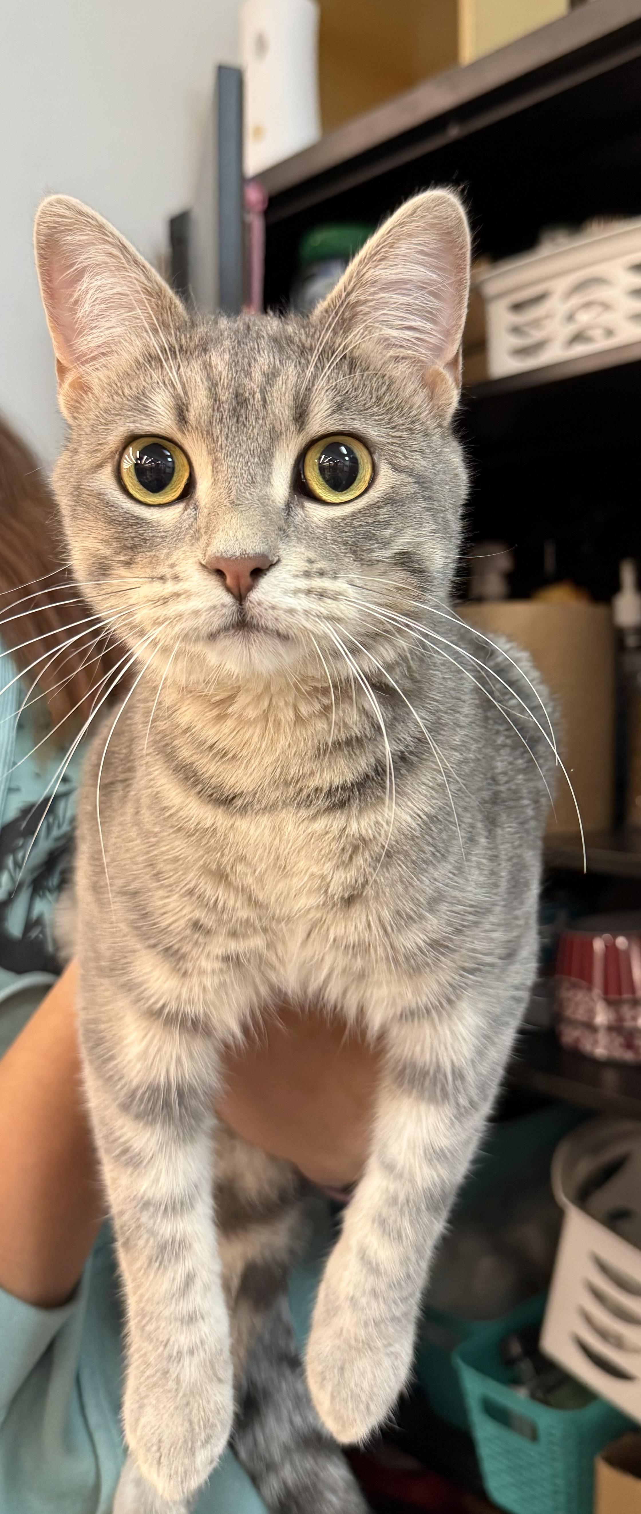 Lil Gray