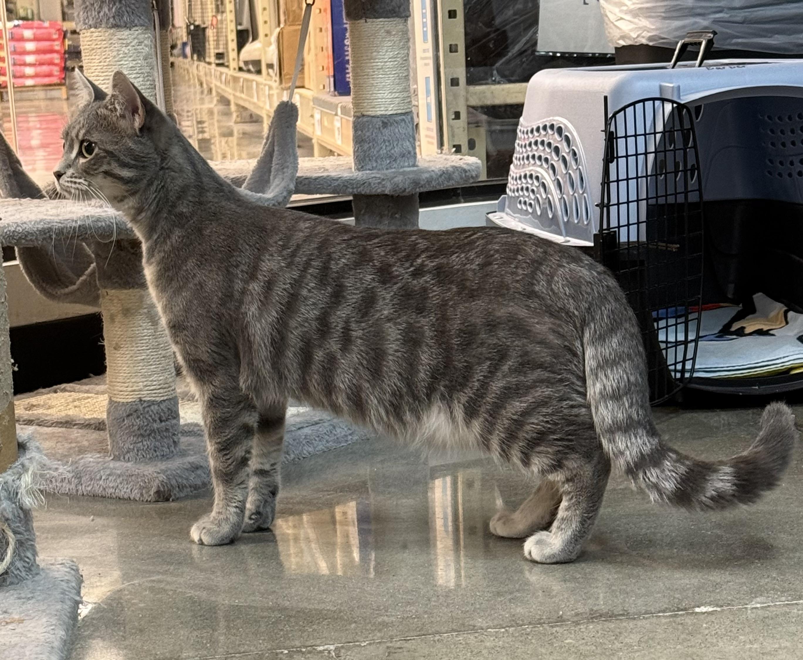 Lil Gray