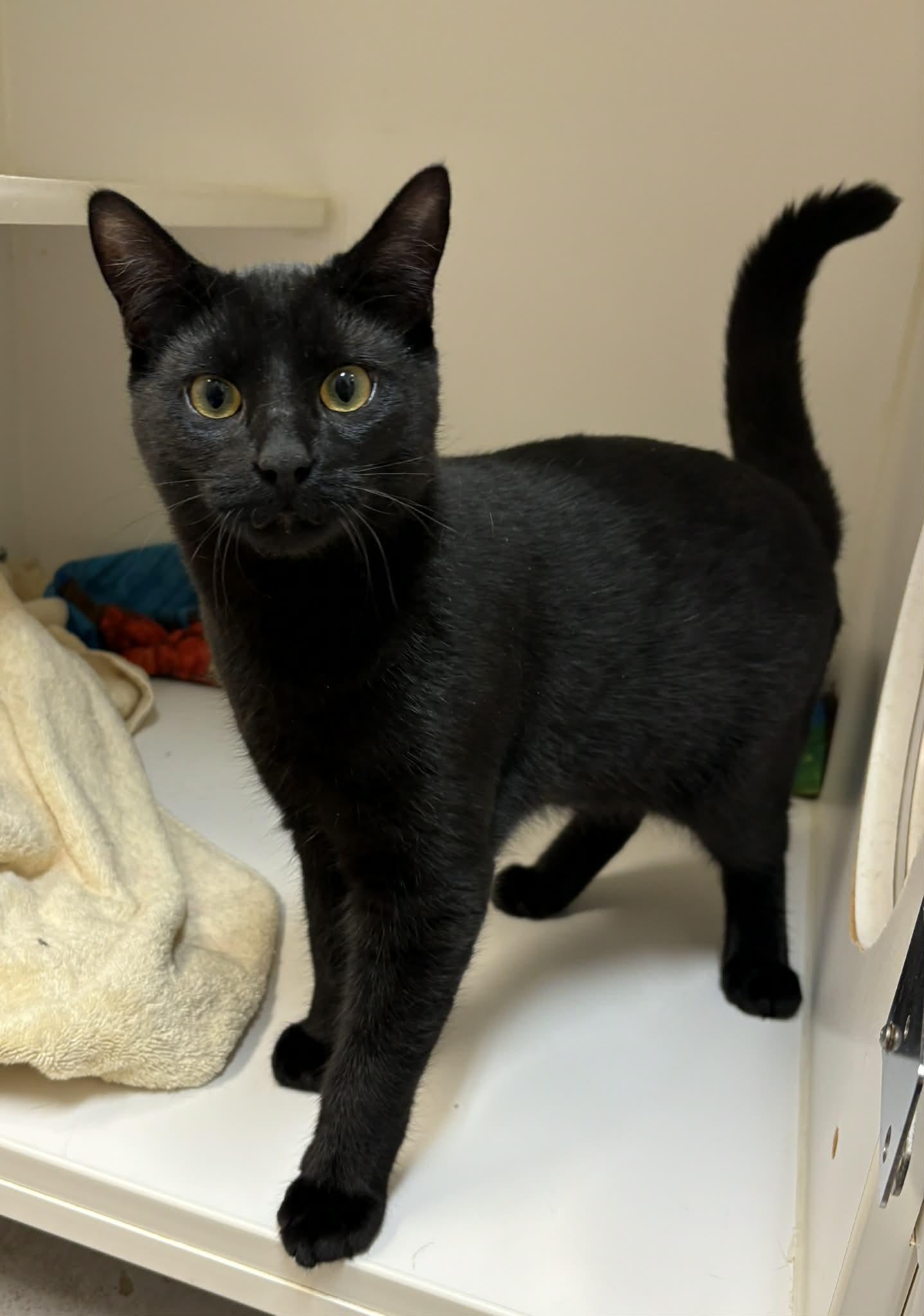 Enlarge Frankie, a Adoptable Domestic Short Hair in Grants Pass, OR image 1/1