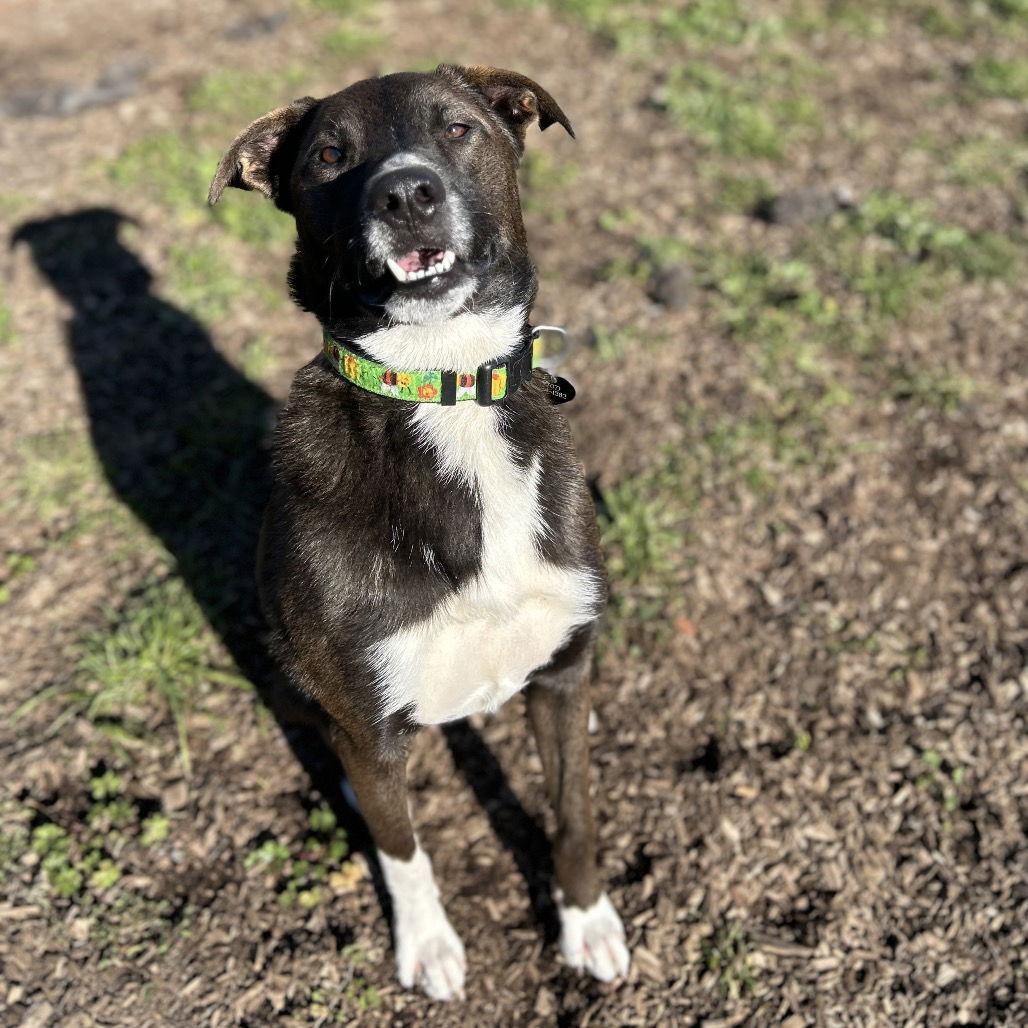 Panda, Adoptable, Adult Male Australian Shepherd.