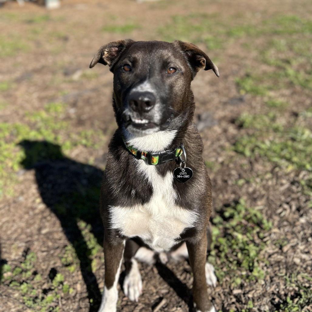 Panda, a Adoptable Australian Shepherd in Rohnert Park, CA image 2/3