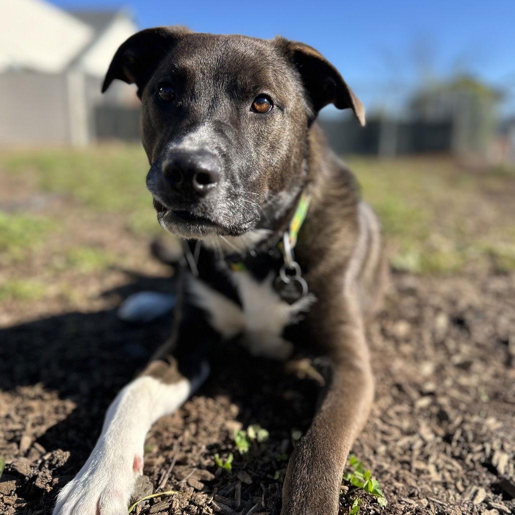 Panda, a Adoptable Australian Shepherd in Rohnert Park, CA image 3/3