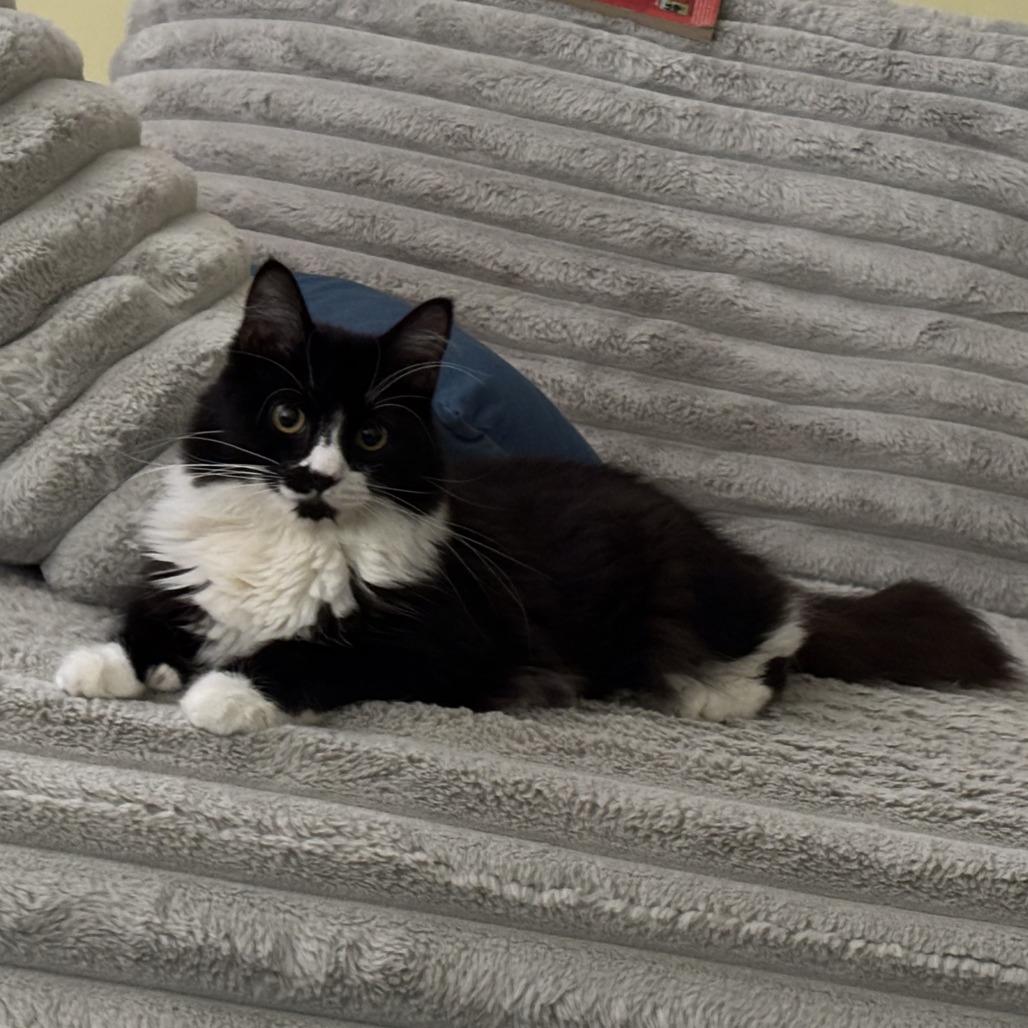 Enlarge The Swifts- Jason, a Adoptable Domestic Long Hair in Fairfax, VA image 2/2