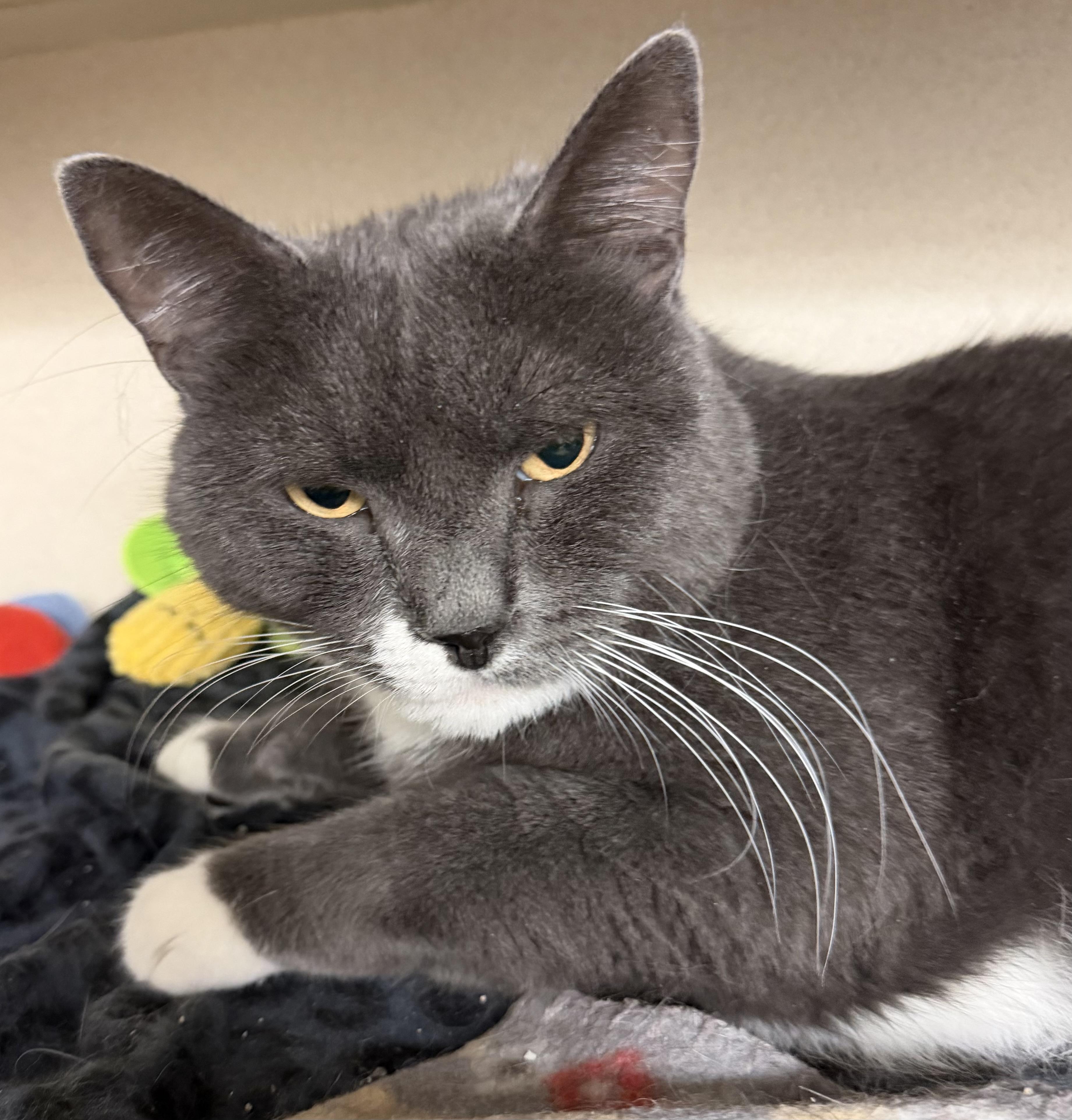 Buddy, adopted, Adult Male Domestic Short Hair.